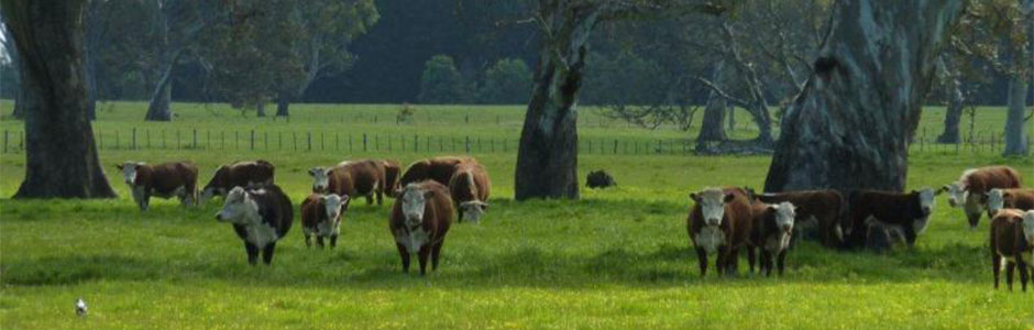 Rural grazing