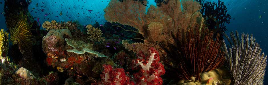 Colourful Coral