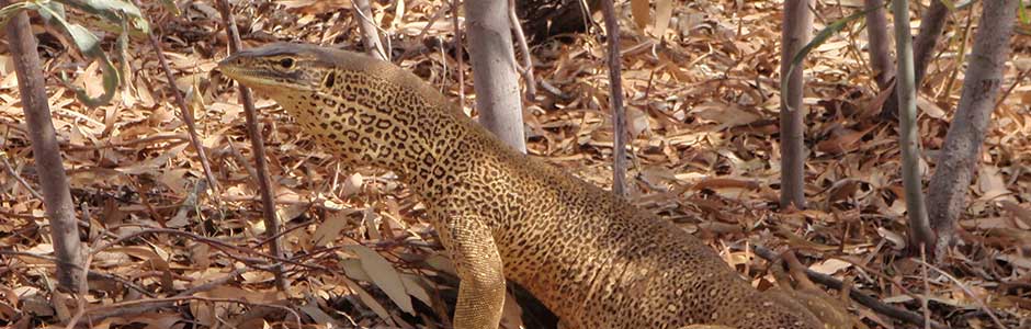 Goanna