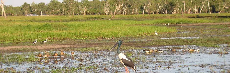 Wetland birds